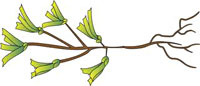 seagrass_indic