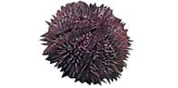 seaurchin