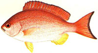 snapper_indic