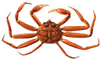 snow-crab_indic