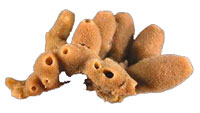 sponges_indic