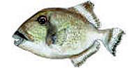 triggerfish
