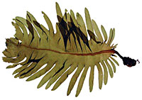 wakame_indic