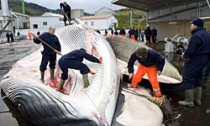 whale_170613