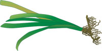 zostera-asiatica_indic