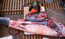 _68722267_whalecut_624