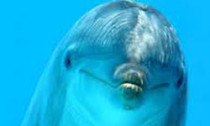 dolphin_230713