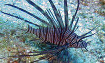 lionfish_130713