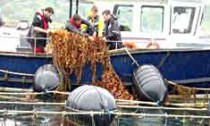 seaweedfarm_020713