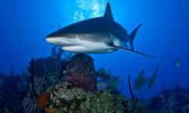 shark_080713