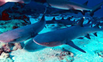 sharks_160713