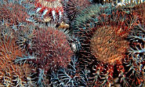 starfish_180713