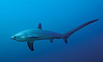 thresher-shark_110713