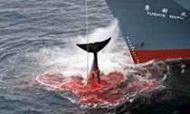 whaling_030713