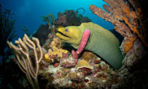 caribbean_030813