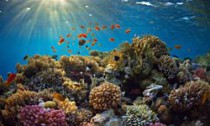 coral-reef_300813