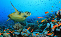 reef_130813