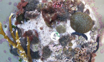 coral_040913