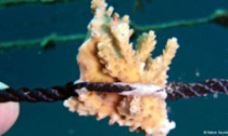 coral_180913