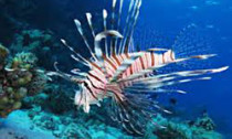 lionfish_130913
