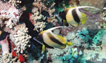 bannerfish_031013