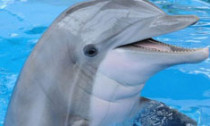 dolphin_291013