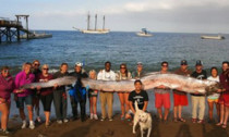 oarfish_231013