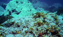 bleaching_201113