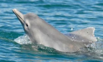 dolphin_051113