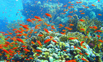 coral-reef_221213