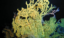 deep-sea-coral_181213