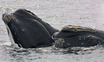 rightwhales_311213