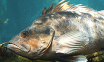 rockfish_131213