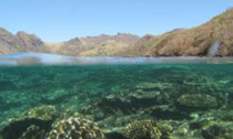 coral_280114