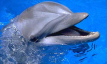 dolphin_010114