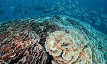 coral_240214