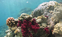 reef_120214