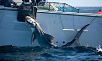 tigershark_050214