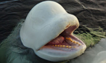 beluga_120314