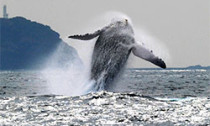 whale_050314