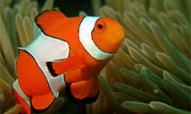 clownfish_160414