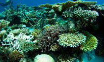 reef_030414