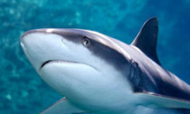 shark_250414