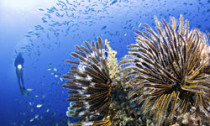 indo-reef_080514