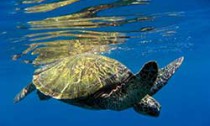 sea-turtle_210514