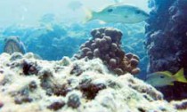reefs_110714