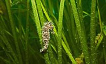 seahorse_180614