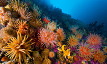 soft-coral_300614