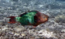 parrotfish_040714