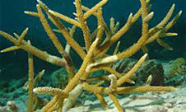 staghorn_250614